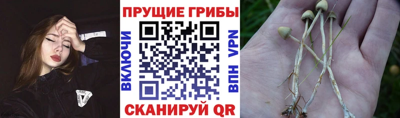 цена наркотик  Ковров  Псилоцибиновые грибы Psilocybine cubensis 